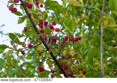 Euonymus Europaeus European Common Spindle Capsular Ripening Autumn Fruits, Red To Purple Or Pink Co