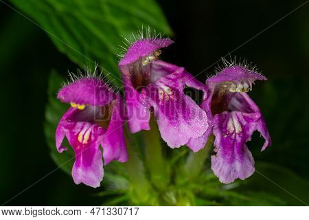 Pink Flowers Of Spotted Dead-nettle Lamium Maculatum. Lamium Maculatum Flowers Close Up Shot Local F