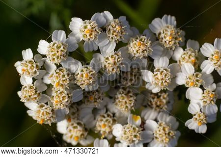 Common Yarrow Achillea Millefolium White Flowers Close Up Top View On Green Blurred Grass Floral Bac