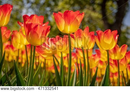 Tulip Flower In Sunny Day. Group Of Red And Yellow Tulip Blooming With Green Leaves In Spring.