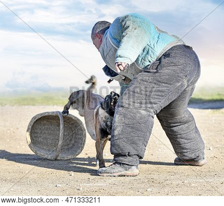 Young Belgian Shepherd Training In The Nature For Security