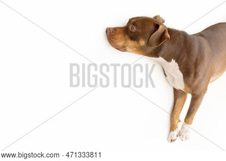 Portrait Mixed-breed American Bully Lying Dowm Resting. Isolated On White Background