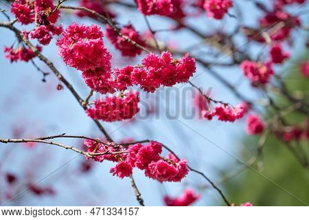 Beautiful Yae Sakura Cherry Blossom Blooming In Taiwan.