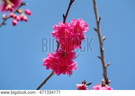 Beautiful Yae Sakura Cherry Blossom Blooming In Taiwan.