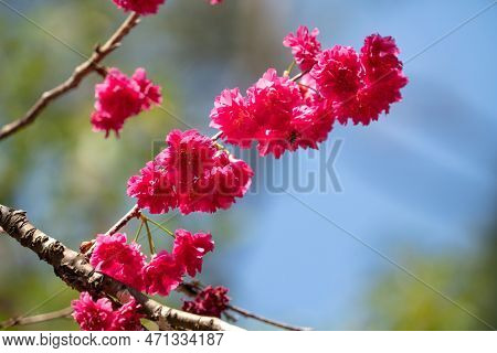 Beautiful Yae Sakura Cherry Blossom Blooming In Taiwan.