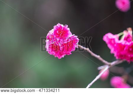 Beautiful Yae Sakura Cherry Blossom Blooming In Taiwan.
