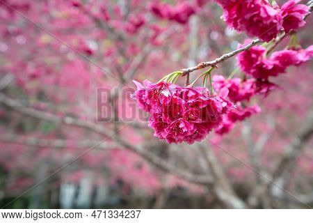Beautiful Yae Sakura Cherry Blossom Blooming In Taiwan.