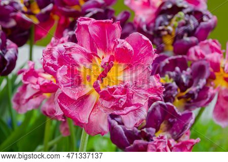 Colorful Spring Meadow With Pink Tulip Chato And Purple Colour Burst Flowers - Close Up. Nature, Flo