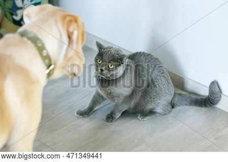 A Gray British Cat Looks Warily At A Labrador Dog, The Foreground Is Blurred, Soft Focus