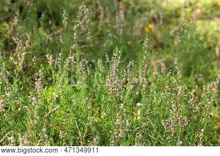 Wild Blooming Heather Bush With Purple Flowers In The Green Forest. Calluna Vulgaris, Heath, Ling Or