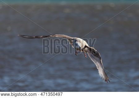 Young Herring Gull (larus Argentatus) In Flight
