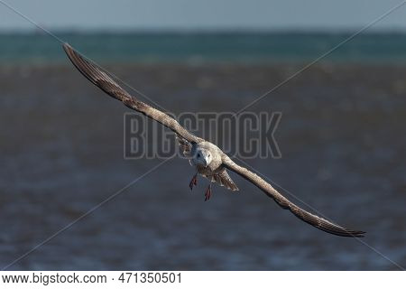 Young Herring Gull (larus Argentatus) In Flight