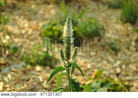 Veronica Longifolia Plant With White Flowers And Green Leaves Close-up Against The Background Of Gre