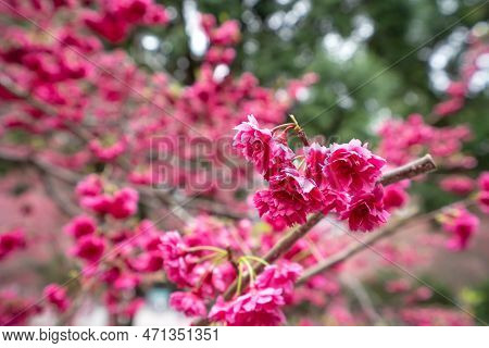 Beautiful Yae Sakura Cherry Blossom Blooming In Taiwan.