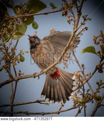 A Bird Called Red Vented Bulbul Set On Branch