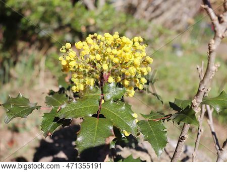 View Of A Flowering Bush Of Mahonia. The Common Mahonie Or Thorn-leaf Mahogony Berberis Aquifolium I