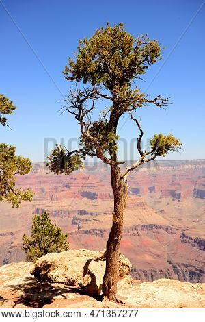 Late Afternoon In The Grand Canyon Arizona With A Brave Pinon Pine Tree On Edge