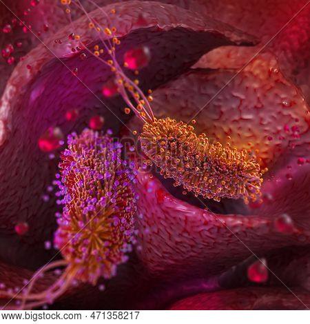 Medical Background, Lophotrichous Bacteria With A Monopolar Arrangement Of A Bundle Of Flagella, Rep