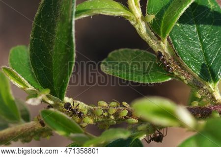 Aphids Are A Parasitic Insect That Sucks Sap From Plants. Ants Taking Care Of Aphids. Selective Focu