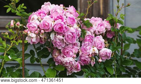 Climbing Jasmina Roses Blooming In The Garden