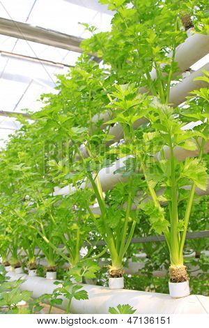 Soilless Cultivation Of Green Vegetables