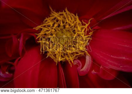 Dahlias Are Tuberous Perennials,and Most Have Simple Leaves .