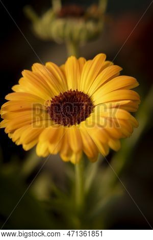 Mary's Gold Or Scotch Marigold Is A Flowering Plant In The Daisy Family.