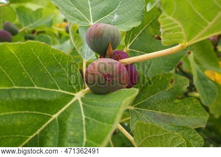 Fig, Or Fig Tree, Or Common Fig Tree Ficus Carica Is A Subtropical Deciduous Plant Of The Genus Ficu