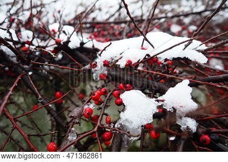 Cotoneaster Splayed Cotoneaster Divaricatus. Cotoneaster Is A Genus Of Non-thorny Shrubs, Less Often