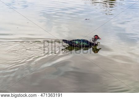 Muscovy Drake Floats On The Surface Of The Water In The Pond, Close-up. Natural Background With Farm