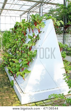 Red Beet Vertical Soilless Cultivation