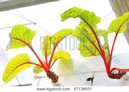 Red Beet Vertical Soilless Cultivation
