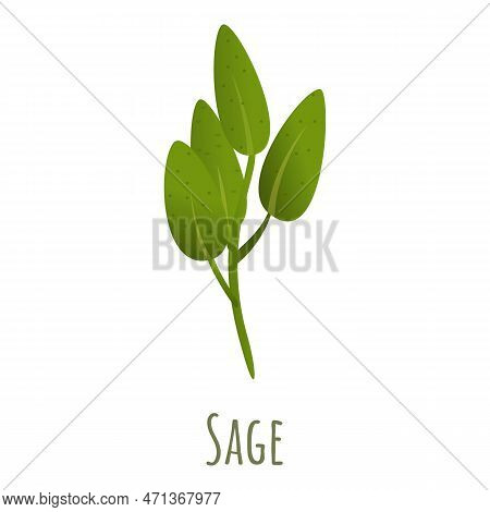 Sage Plant Icon. Cartoon Of Sage Plant Icon For Web Design Isolated On White Background