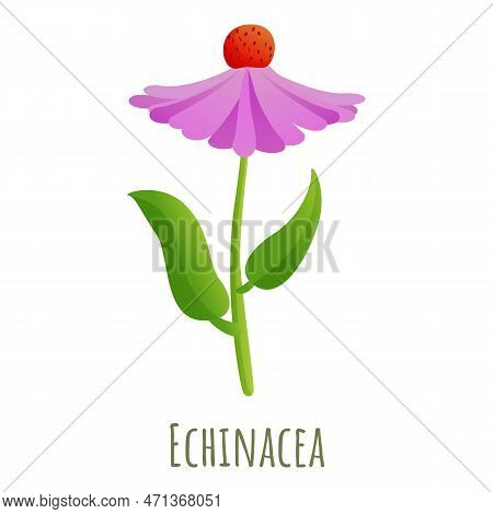 Echinacea Flower Icon. Cartoon Of Echinacea Flower Icon For Web Design Isolated On White Background