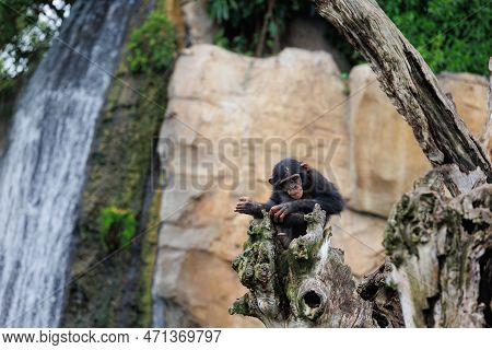 Splendid Exemplar Of Monkey In A Naturalistic Environment.