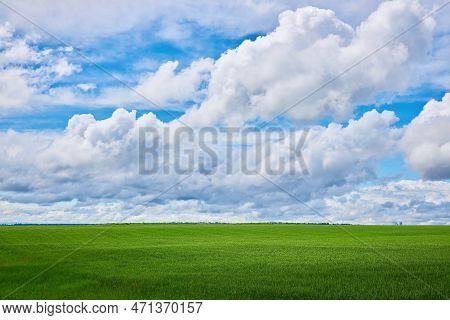 Green Wheat Field And Blue Cloudy Sky.