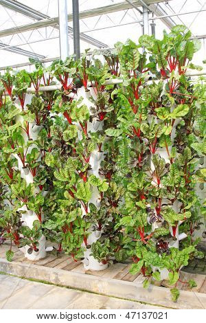 Soilless Cultivation Of Green Vegetables