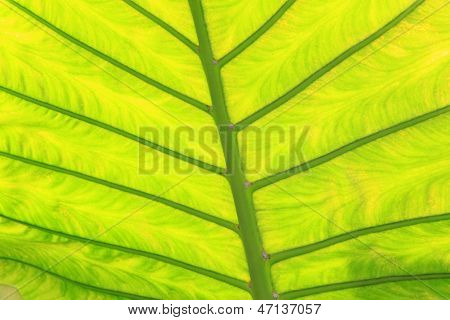 Green Fresh Arrowroot Leaf Texture