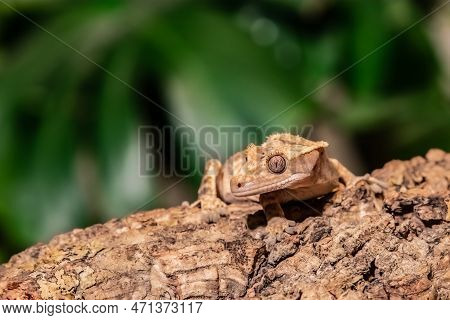 Crested Gecko Climbing A Branch In A Terrarium. (correlophus Ciliatus)