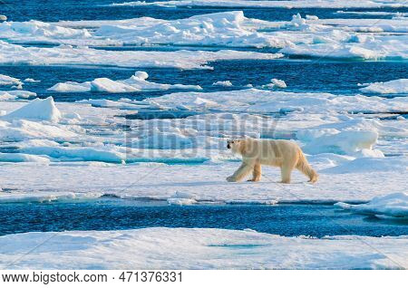 Polar Bear On Pack Ice In Svalbard, Norway