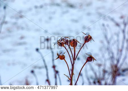 Snow Covered Red Rosehip Berries On A Bush In Winter. Wild Rose Hips Rosa Acicularis. Winter Berries