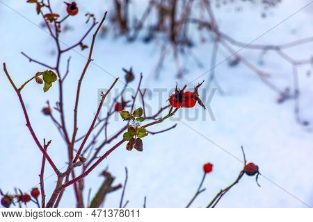 Snow Covered Red Rosehip Berries On A Bush In Winter. Wild Rose Hips Rosa Acicularis. Winter Berries