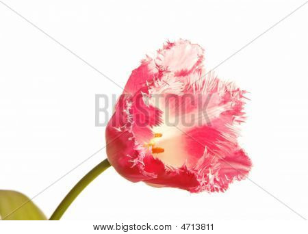 Blomst