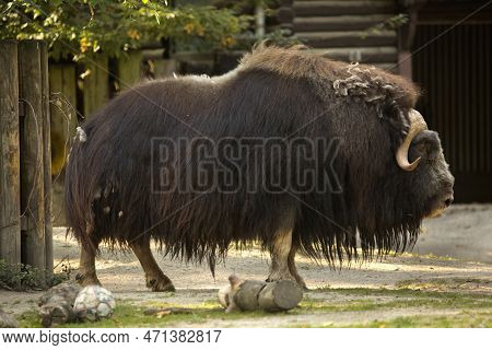 The Muskox,  Musk Ox, Musk-ox  (ovibos Moschatus).