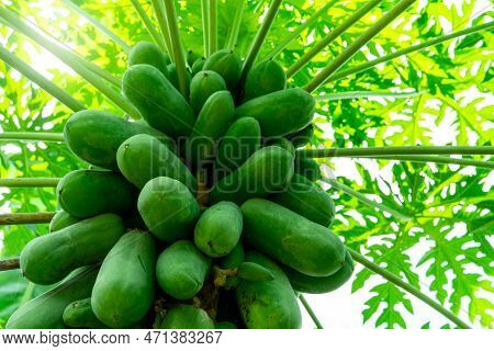 Organic Green Papaya And Leaves On Tree. Papaya Fruit On Tree In The Garden. Papaya Plantation In Ag