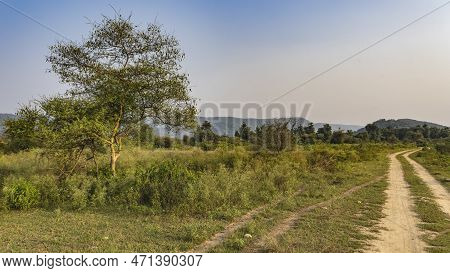 The Dirt Road For Safari Goes Into The Distance. Ruts Are Visible On The Ground. Trees On The Roadsi
