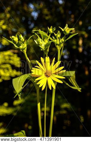 Blossoms Of A Cup Plant Silphium Perfoliatum