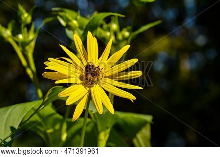 Blossoms Of A Cup Plant Silphium Perfoliatum
