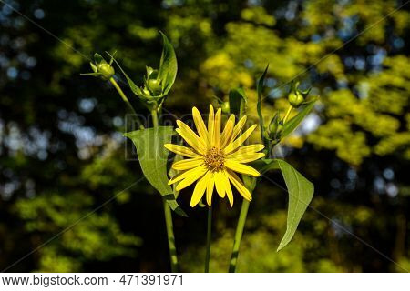 Blossoms Of A Cup Plant Silphium Perfoliatum