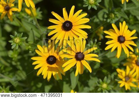 Deams Yellow Coneflowers In The Garden In Summer